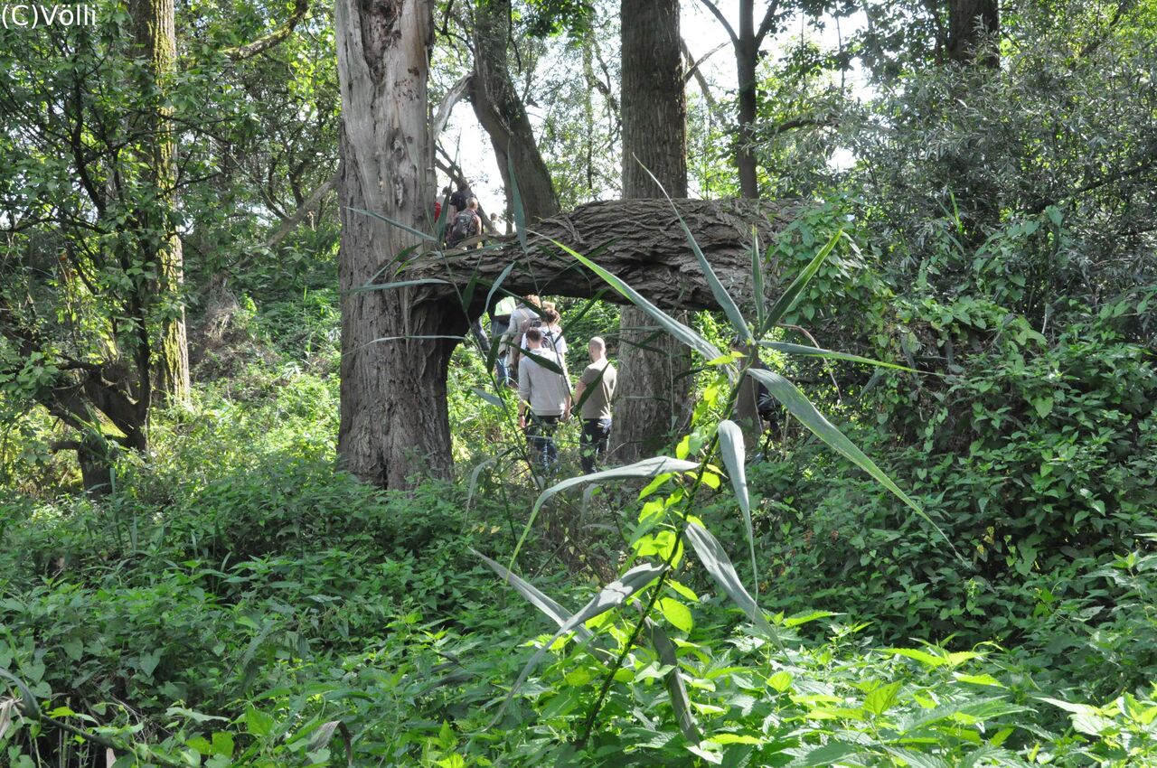 Mehrere Personen beim Spaziergang durch die Wildnis des Vollhöfner Waldes