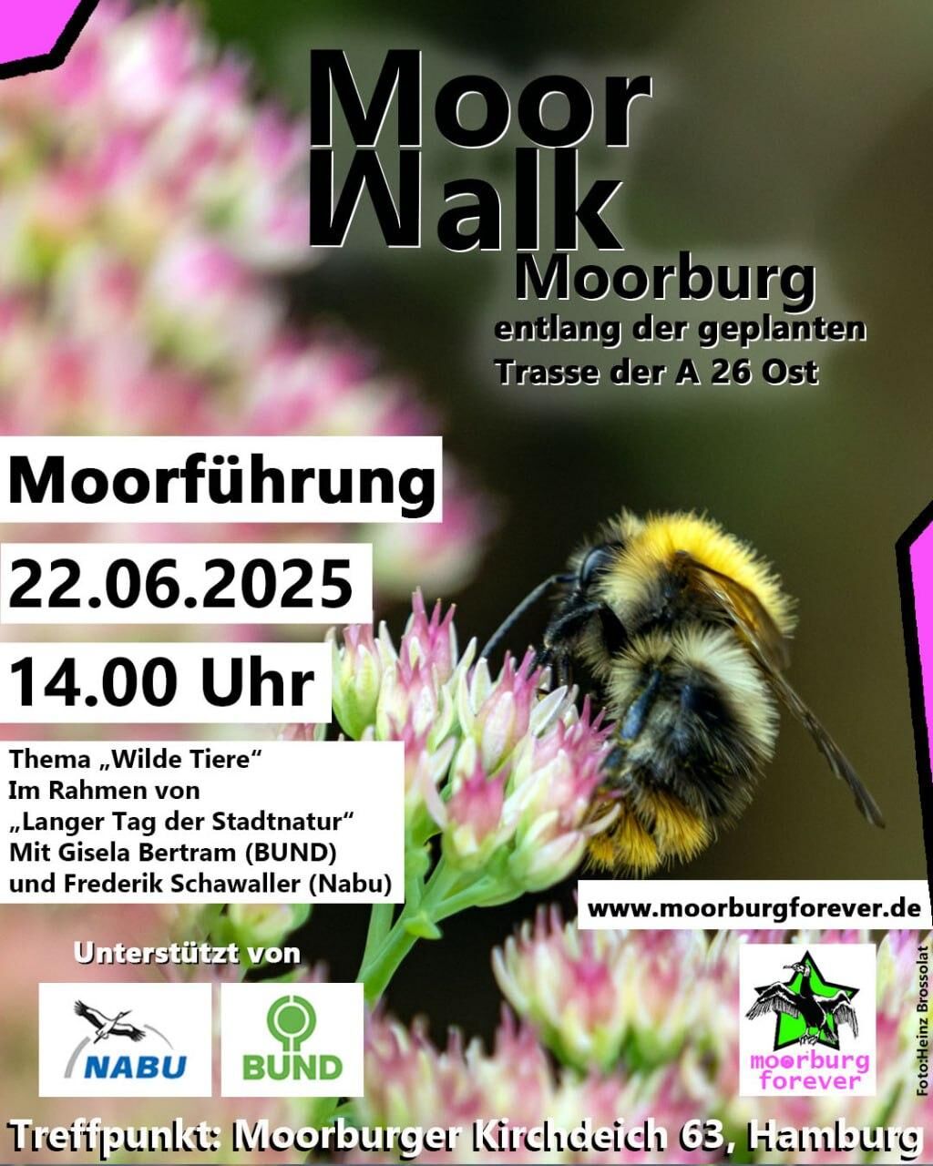 Text: Moor Walk (M und W stehen genau übereinander, als würden sie sich spiegeln), Moorburg, an der geplanten Trasse der A26Ost. Moorführung, 22.6.2025, 14 Uhr. Thema „Wilde Tiere“. Im Rahmen von „Langer Tag der Stadtnatur“. Mit Gisela Bertram (BUND) und Frederik Schwaller (Nabu). www.moorburgforever.de. Unterstützt von NABU und BUND. Moorburg forever (jeweils die Logos). Treffpunkt: Moorburger Kirchdeich 63, Hamburg. Bild, ©Heinz Brossolat: In der Mitte ein Biene, deren Rüssel in eine rosa kleinblättrige Blüte hineinragt. Auf der linken Seite und am unteren Bildrand weitere rosa Blüten, aber sehr verschwommen. Von der rechten obere Ecke bis in die Bildmitte dunkelgrüner Hintergrund.