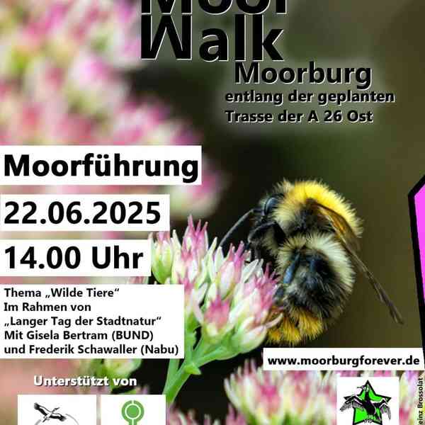 Text: Moor Walk (M und W stehen genau übereinander, als würden sie sich spiegeln), Moorburg, an der geplanten Trasse der A26Ost. Moorführung, 22.6.2025, 14 Uhr. Thema „Wilde Tiere“. Im Rahmen von „Langer Tag der Stadtnatur“. Mit Gisela Bertram (BUND) und Frederik Schwaller (Nabu). www.moorburgforever.de. Unterstützt von NABU und BUND. Moorburg forever (jeweils die Logos). Treffpunkt: Moorburger Kirchdeich 63, Hamburg. Bild, ©Heinz Brossolat: In der Mitte ein Biene, deren Rüssel in eine rosa kleinblättrige Blüte hineinragt. Auf der linken Seite und am unteren Bildrand weitere rosa Blüten, aber sehr verschwommen. Von der rechten obere Ecke bis in die Bildmitte dunkelgrüner Hintergrund.